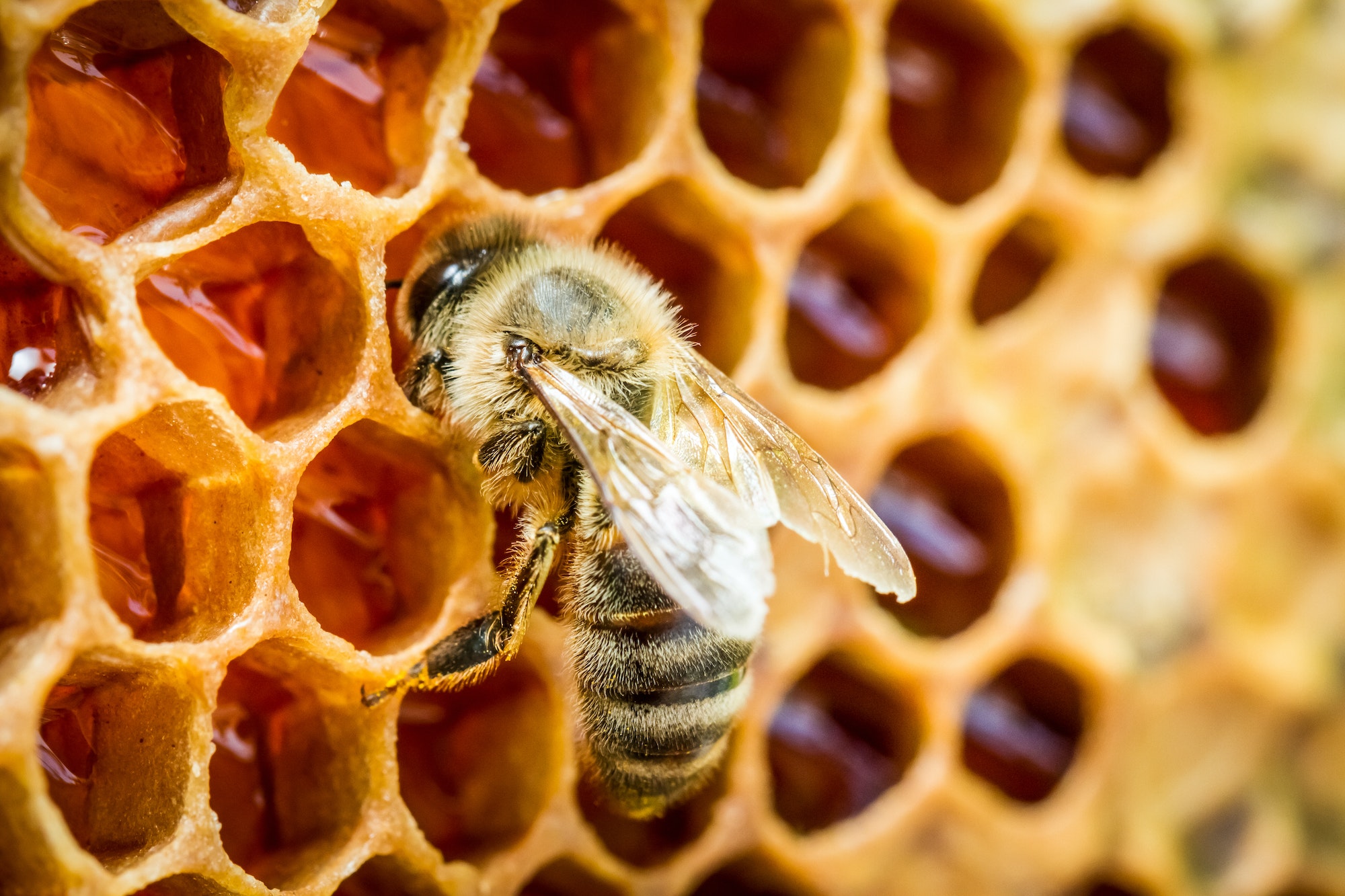 The Fascinating World Of Bees: Understanding The Importance Of Pollinators