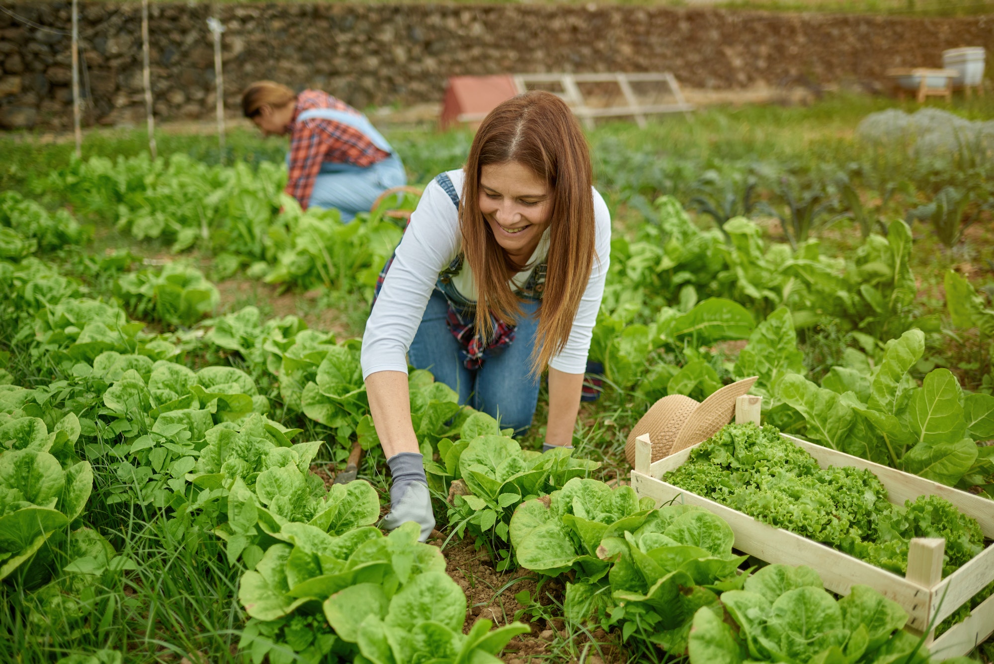 The Joy Of Harvesting: Celebrating The Fruits Of Your Labor