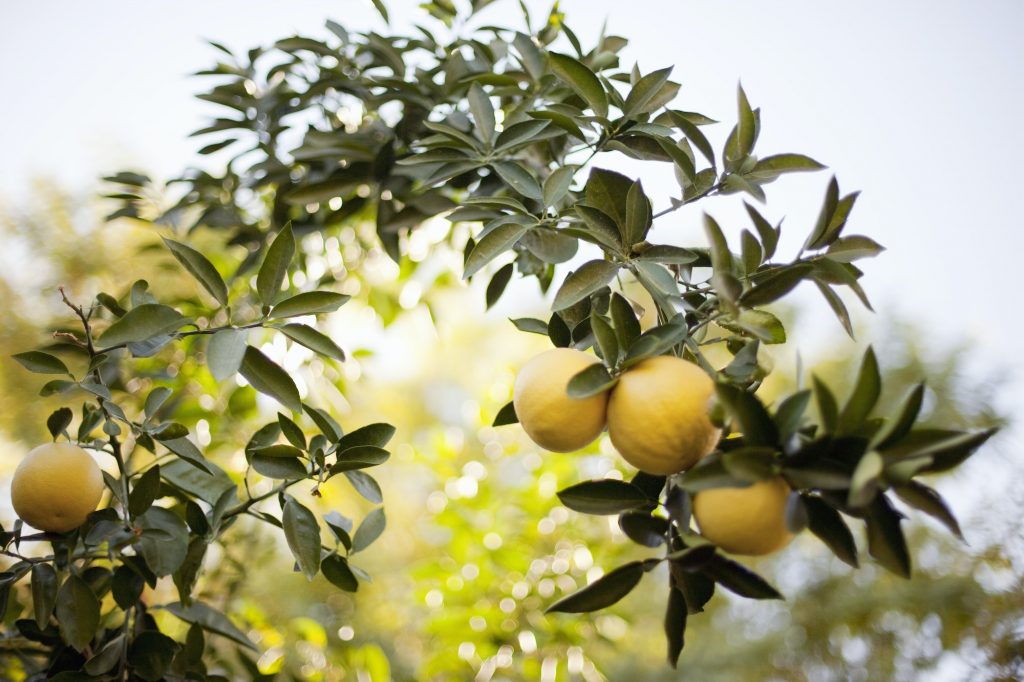 The Art of Espalier: Growing Fruit Trees in Unique Shapes