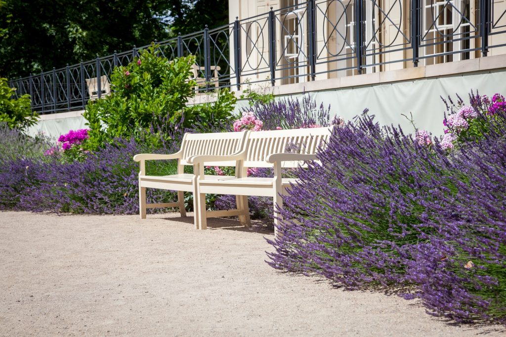 Benches and lavender. Beautiful garden.