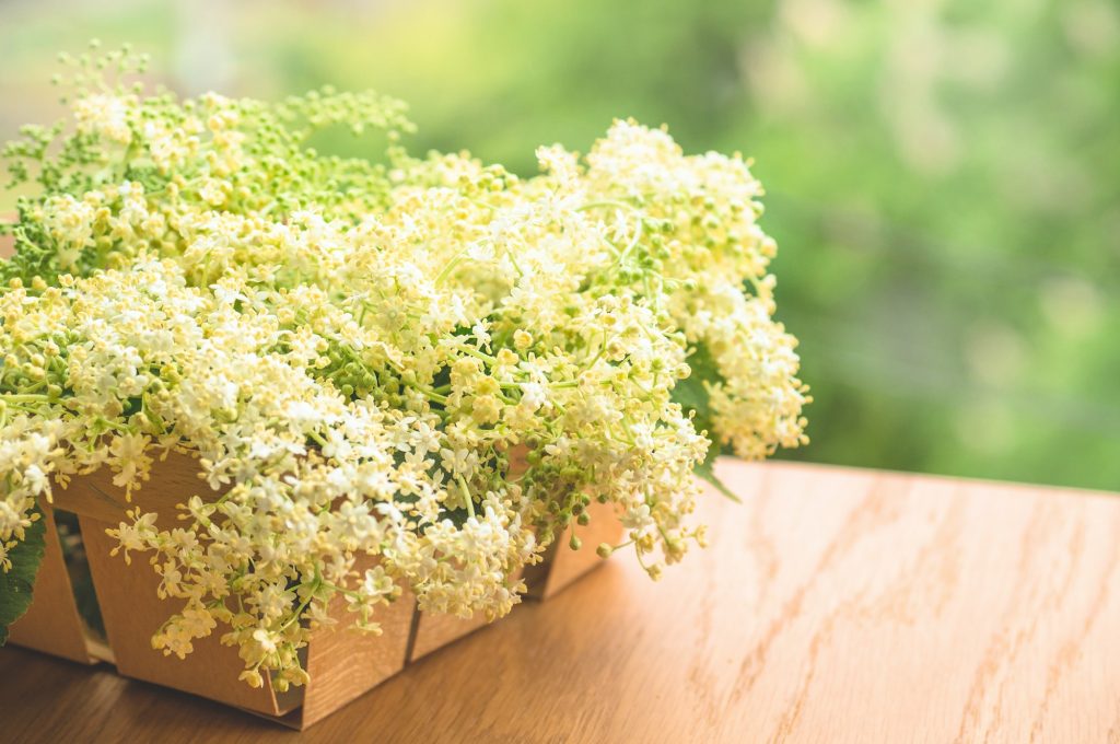 Chamomile flowers and chamomile tea