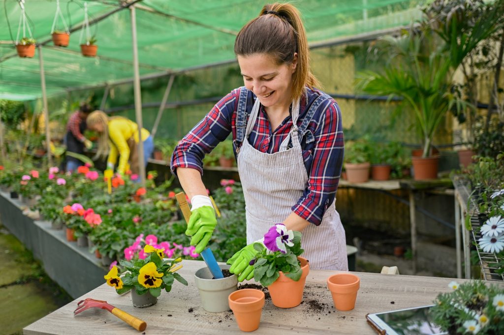 Female gardener planting pansy flowers in pots in greenhouse