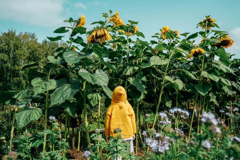 Little boy near big sunflowers in garden.