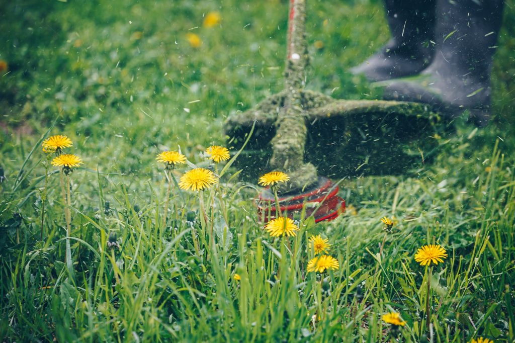Man mowing the grass with dandelions. Garden work concept.