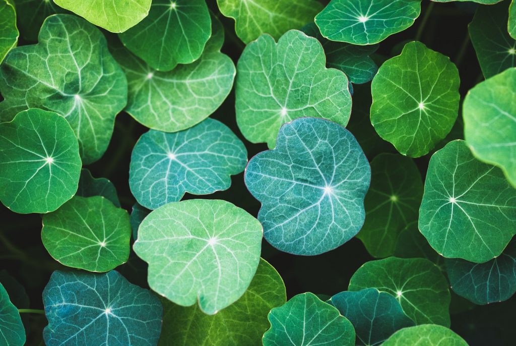 nasturtium leaves of different green tones, natural plant background