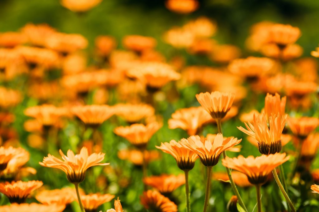 The Top 10 Edible Flowers to Grow in Your Garden