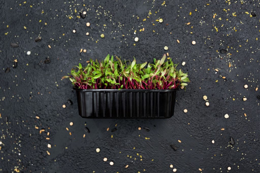 How to Grow Your Own Microgreens: Tips for a Healthy Snack