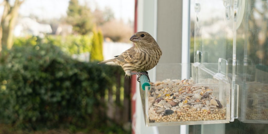 How to Create a Garden That’s Attractive to Butterflies, Bees, and Birds